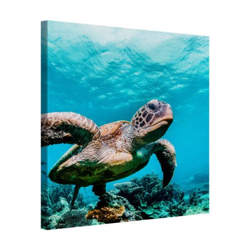 Ocean Drifter