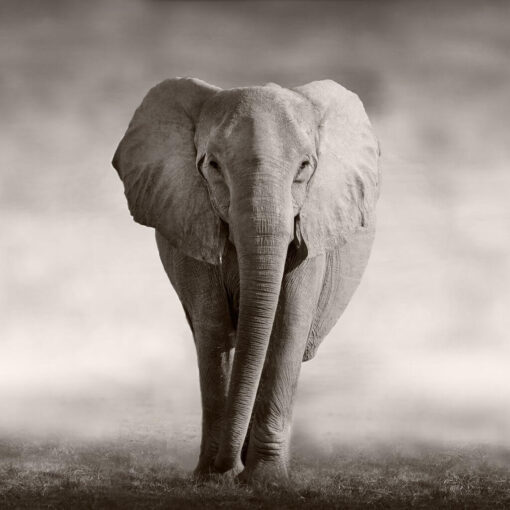 Timeless Giant - Image 5