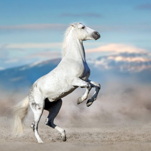 Twilight Gallop - Image 5
