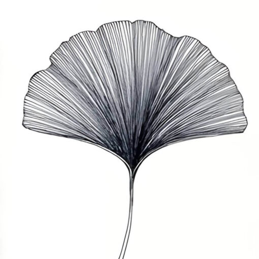 Petal Study - Image 4