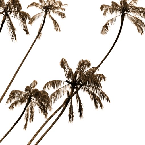 Tropical Quiet - Image 4