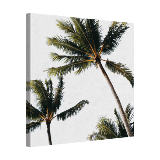 Quiet Palm